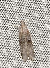 Nephopterix angustella