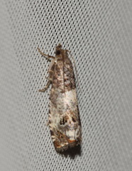 Notocelia rosaecolana