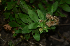 Pluchea tomentosa