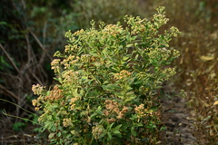 Pluchea tomentosa