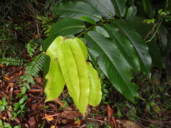 Diospyros blancoi