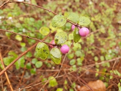 Symphoricarpos × chenaultii