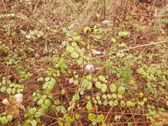 Symphoricarpos × chenaultii