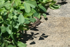 Trachylepis gravenhorstii