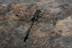 Ceratogomphus triceraticus