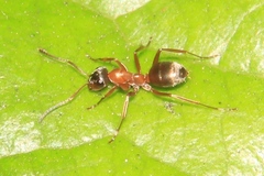 Formica pacifica