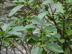 Ficus variegata garciae