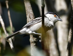 Dryoscopus cubla cubla