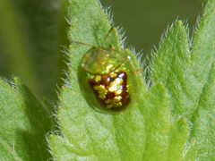 Cassida diomma