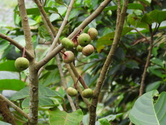 Ficus variegata garciae