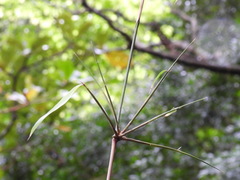 Schizostachyum diffusum