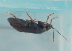 Lethaeus fulvovarius