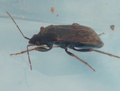 Lethaeus fulvovarius