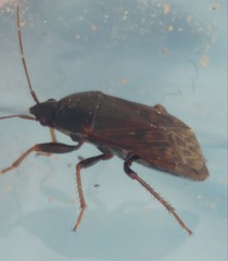 Lethaeus fulvovarius