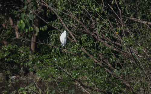 Little Egret