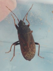 Lethaeus fulvovarius