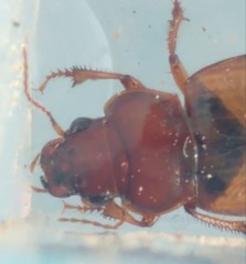 Amara rufescens