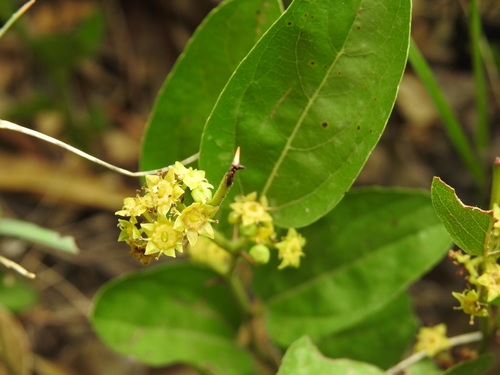 Image of Ziziphus zeyheriana by (c) Matthew Fainman, some rights reserved (CC BY)