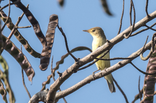 Western Olivaceous Warbler