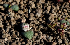 Massonia wittebergensis