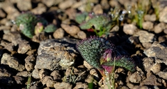 Massonia wittebergensis