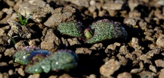 Massonia wittebergensis