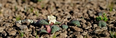 Massonia wittebergensis