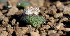 Massonia wittebergensis