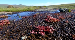 Crassula peploides