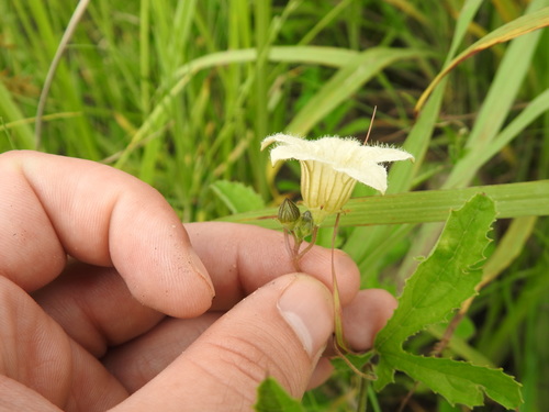 Image of Coccinia adoensis by (c) Matthew Fainman, some rights reserved (CC BY)