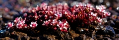 Crassula peploides