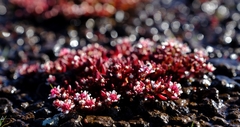 Crassula peploides