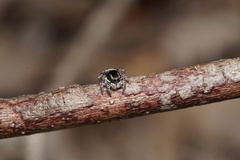 Maratus lobatus