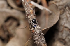 Maratus lobatus
