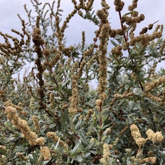 Atriplex amnicola