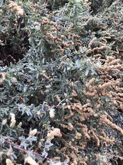 Atriplex amnicola