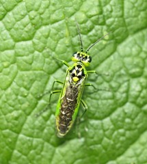 Rhogogaster viridis
