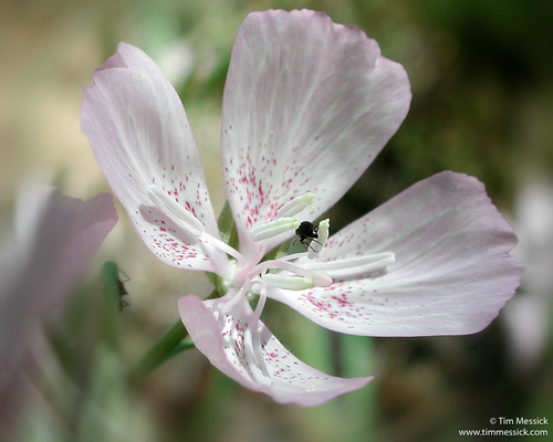 Dudley's clarkia (Clarkia dudleyana)