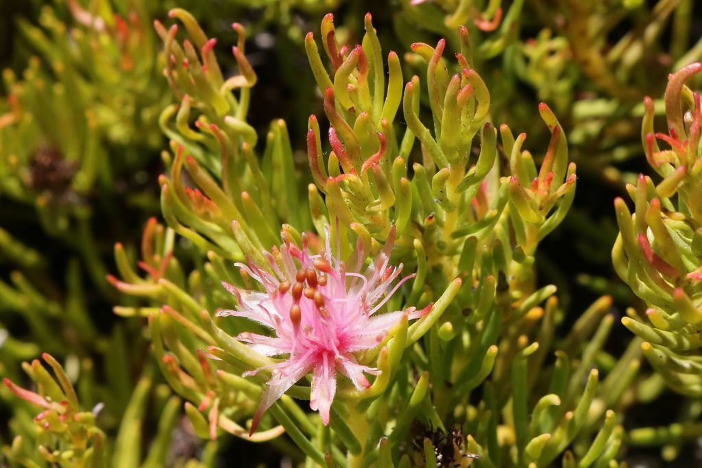 Franschhoek Silkypuff