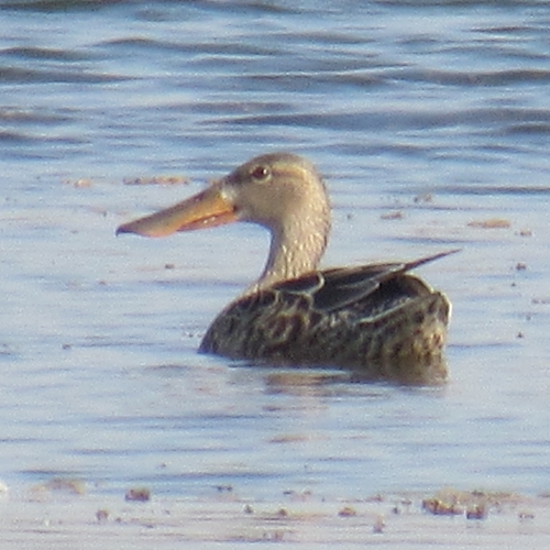 Northern Shoveler