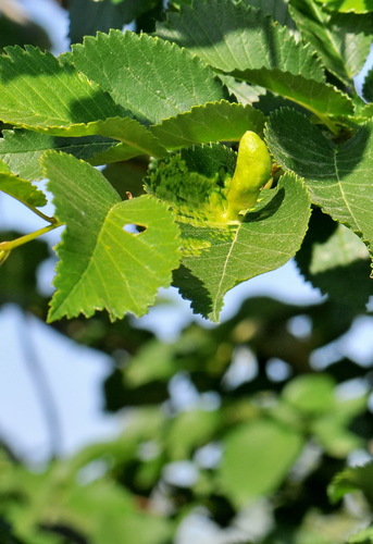 Elm Sack Gall Aphid
