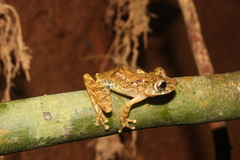 Scinax littoralis