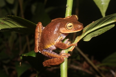 Bokermannohyla hylax