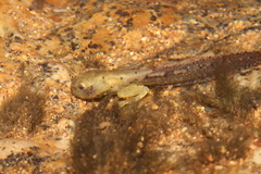 Aplastodiscus ehrhardti