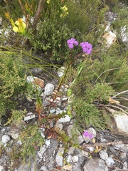 Pseudoselago verbenacea