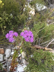 Pseudoselago verbenacea