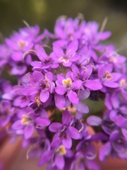 Pseudoselago verbenacea