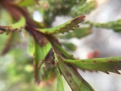 Pseudoselago verbenacea