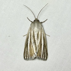 Heliocheilus cramboides