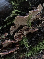 Heterobasidion parviporum